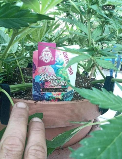 Rainbow Sherbet Automatic. Week 2