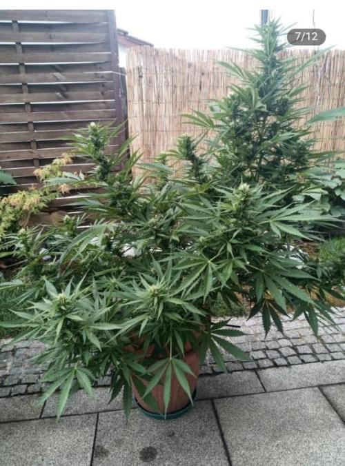 Rainbow Sherbet Automatic. Week 2