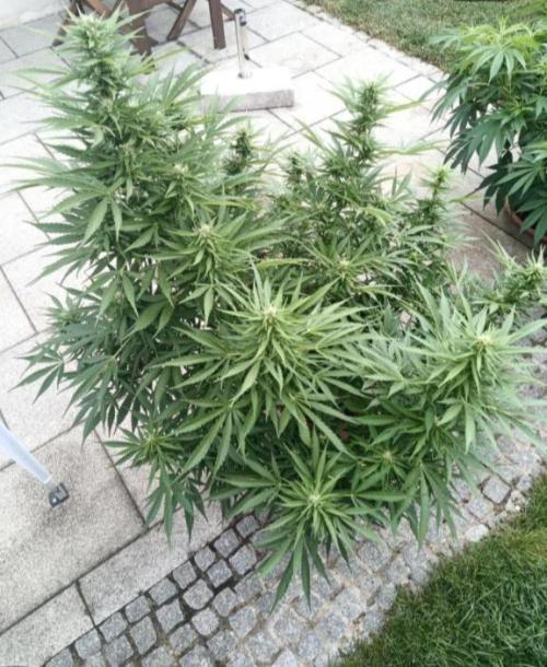 Rainbow Sherbet Automatic. Week 2