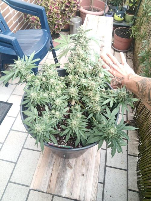 Lemon Cherry Gelato Auto and more. Week 5 - Lemon Cherry Gelato Auto 