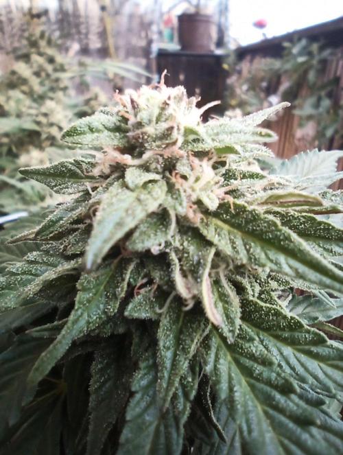 Lemon Cherry Gelato Auto and more. Week 5 - Lemon Cherry Gelato Auto 