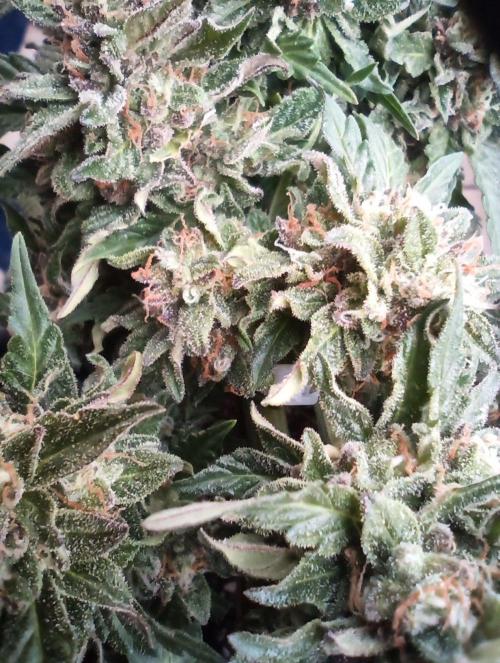 Lemon Cherry Gelato Auto and more. Week 5 - Lemon Cherry Gelato Auto 