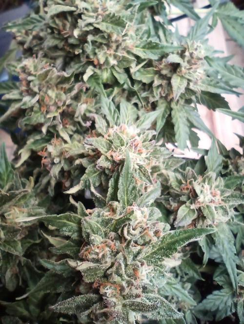 Lemon Cherry Gelato Auto and more. Week 5 - Lemon Cherry Gelato Auto 