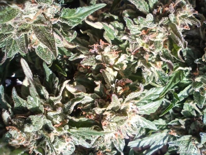 Lemon Cherry Gelato Auto and more. Week 5 - Lemon Cherry Gelato Auto 