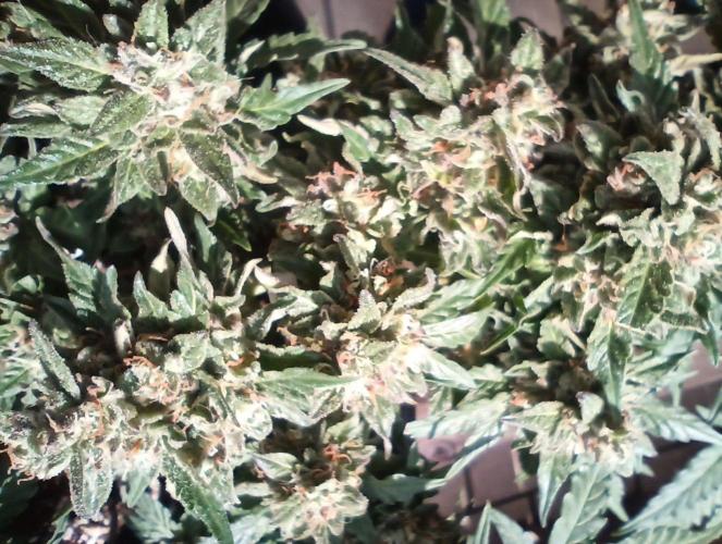 Lemon Cherry Gelato Auto and more. Week 5 - Lemon Cherry Gelato Auto 