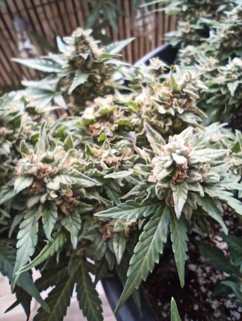 Lemon Cherry Gelato Auto and more. Week 5 - Lemon Cherry Gelato Auto 
