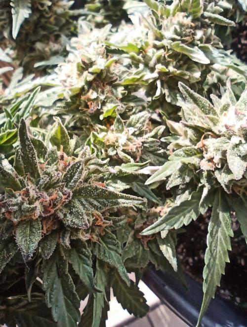 Lemon Cherry Gelato Auto and more. Week 5 - Lemon Cherry Gelato Auto 