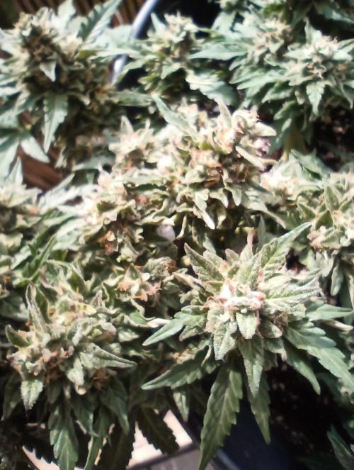 Lemon Cherry Gelato Auto and more. Week 5 - Lemon Cherry Gelato Auto 