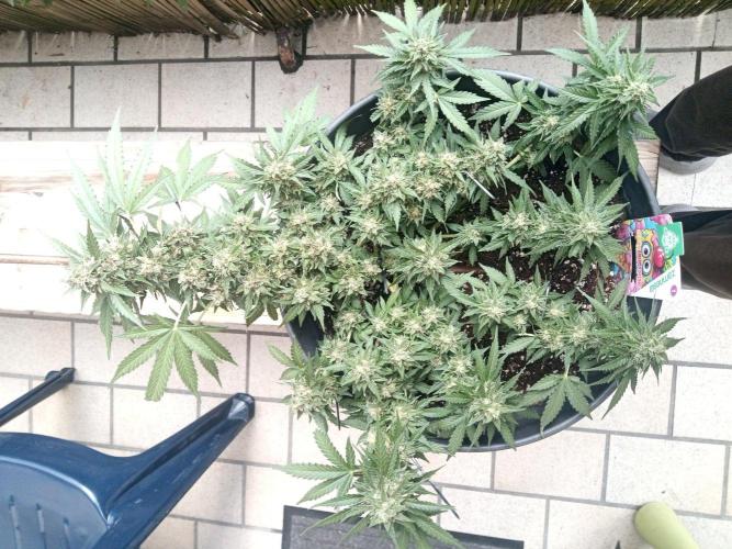 Lemon Cherry Gelato Auto and more. Week 5 - Lemon Cherry Gelato Auto 