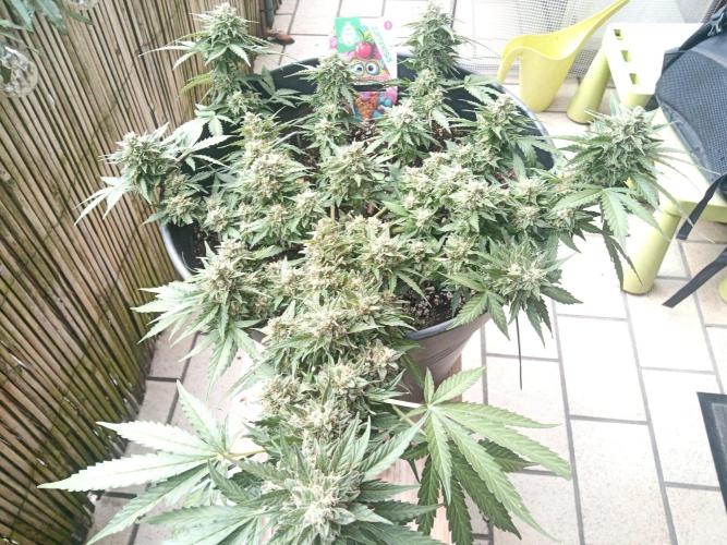 Lemon Cherry Gelato Auto and more. Week 5 - Lemon Cherry Gelato Auto 