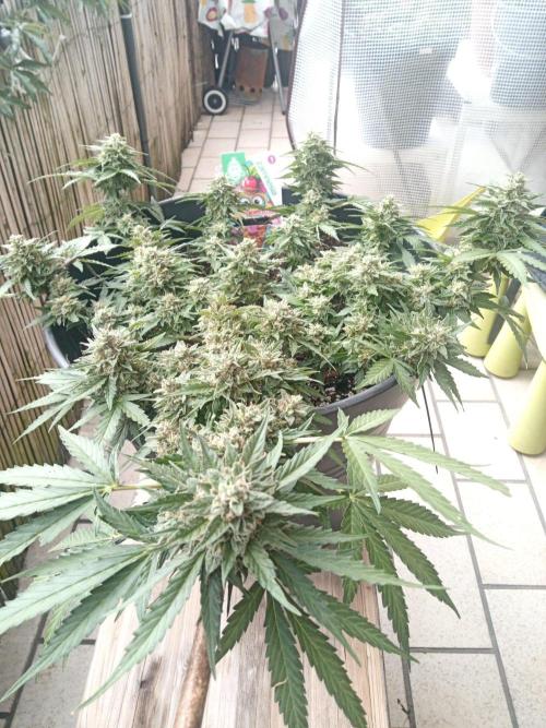 Lemon Cherry Gelato Auto and more. Week 5 - Lemon Cherry Gelato Auto 