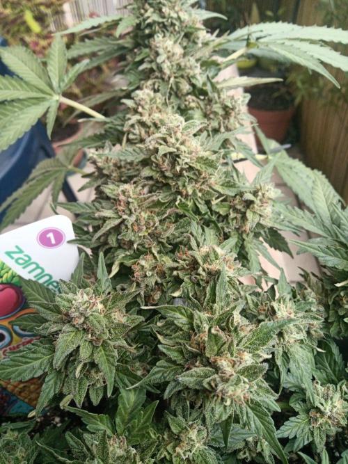 Lemon Cherry Gelato Auto and more. Week 5 - Lemon Cherry Gelato Auto 