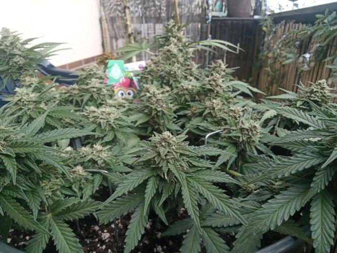 Lemon Cherry Gelato Auto and more. Week 5 - Lemon Cherry Gelato Auto 