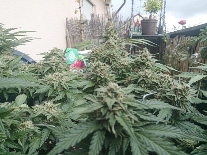 Lemon Cherry Gelato Auto and more. Week 5 - Lemon Cherry Gelato Auto 