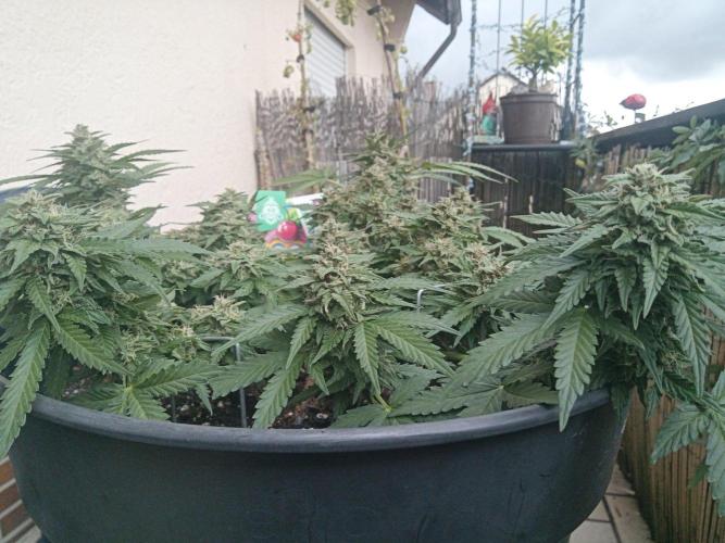 Lemon Cherry Gelato Auto and more. Week 5 - Lemon Cherry Gelato Auto 