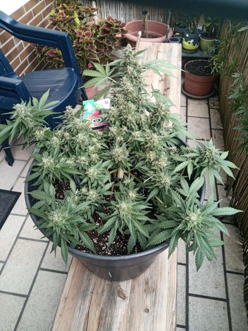 Lemon Cherry Gelato Auto and more. Week 5 - Lemon Cherry Gelato Auto 