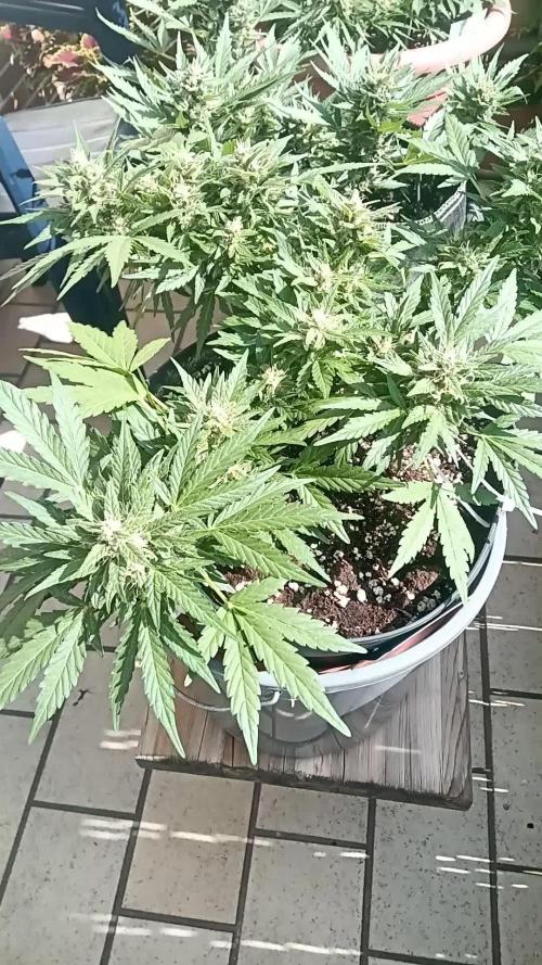 Lemon Cherry Gelato Auto and more