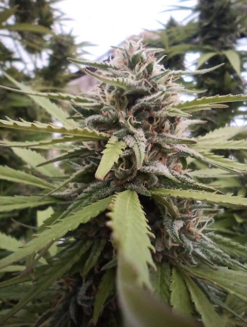 LA Kush Cake. Week 6