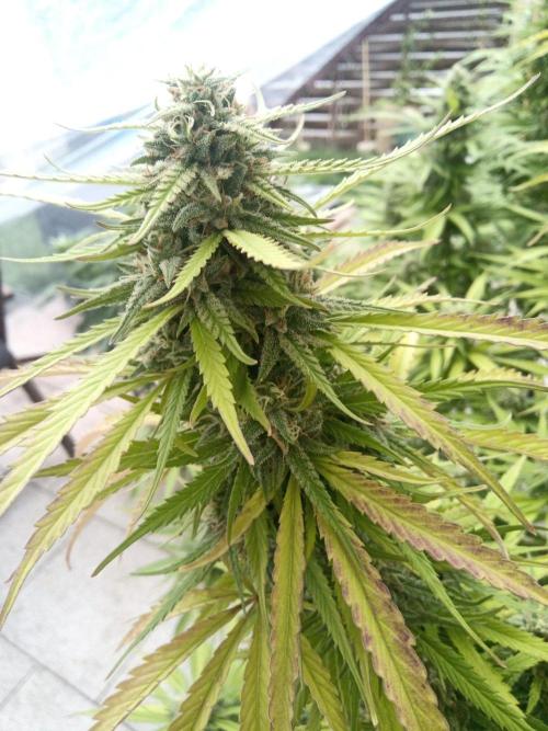 LA Kush Cake. Week 6