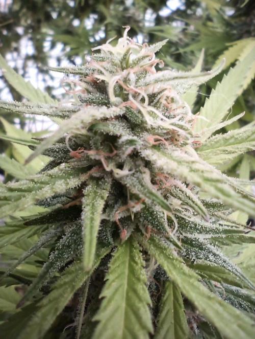 LA Kush Cake. Week 6
