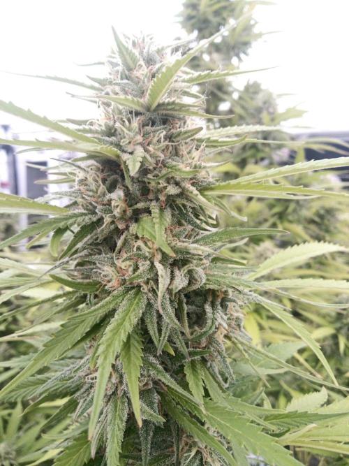 LA Kush Cake. Week 6