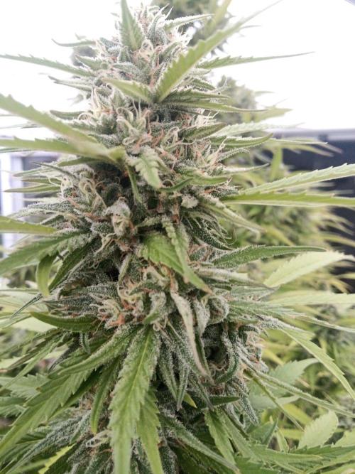 LA Kush Cake. Week 6