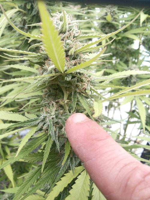 LA Kush Cake. Week 6