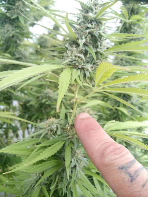 LA Kush Cake. Week 6