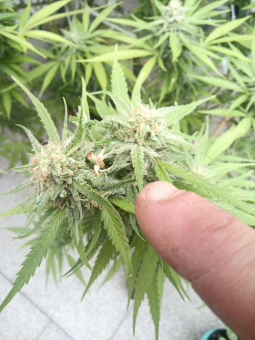 LA Kush Cake. Week 6