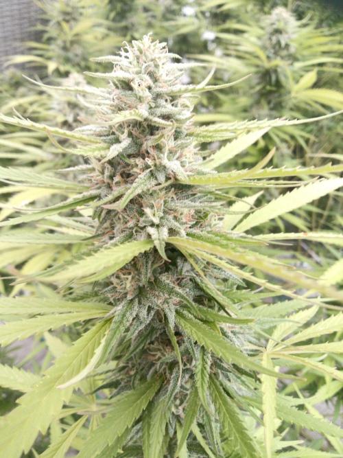 LA Kush Cake. Week 6