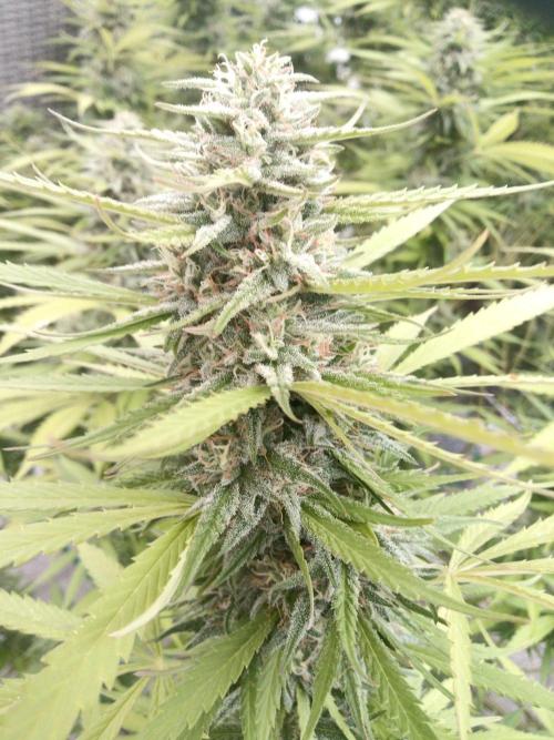 LA Kush Cake. Week 6
