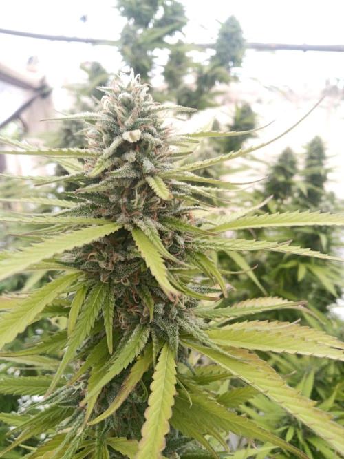LA Kush Cake. Week 6