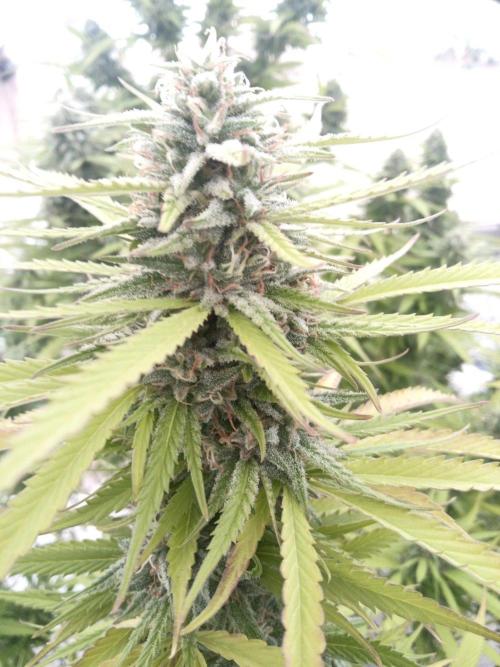 LA Kush Cake. Week 6