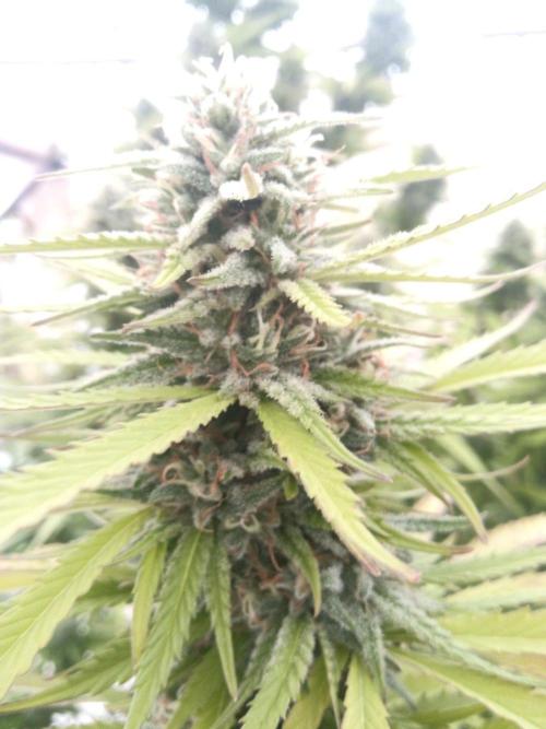 LA Kush Cake. Week 6