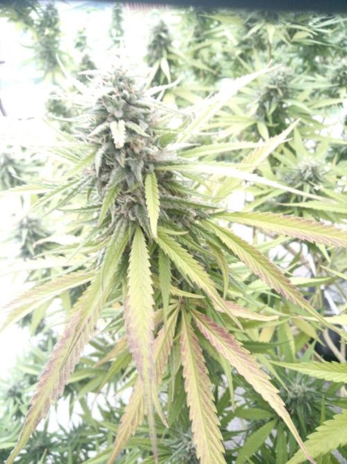LA Kush Cake. Week 6