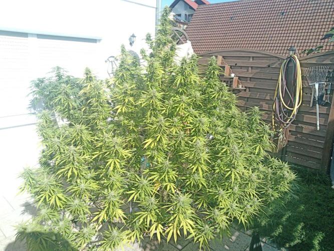 LA Kush Cake. Week 6