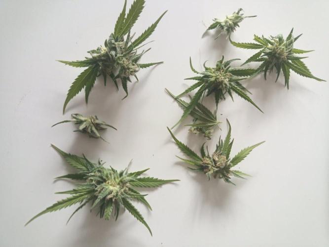 LA Kush Cake. Week 6