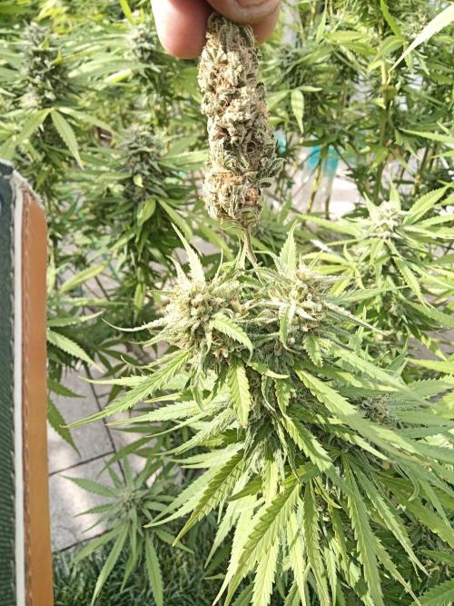 LA Kush Cake. Week 6