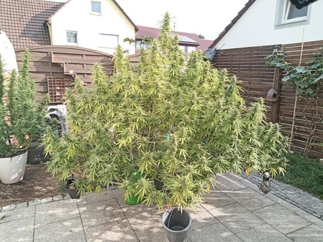 LA Kush Cake. Week 6