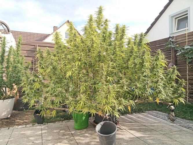 LA Kush Cake. Week 6