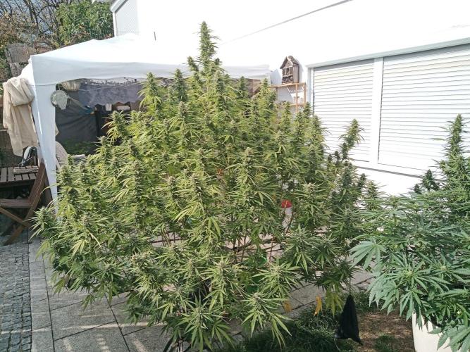 LA Kush Cake. Week 6