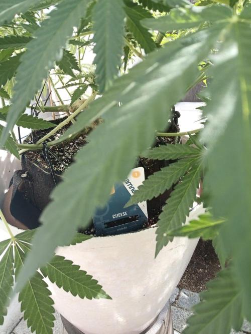 Cheese ( Zamnesia ). Week 2