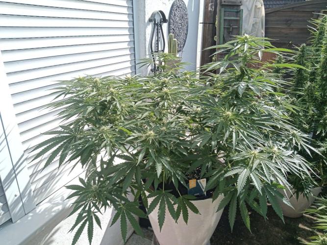Cheese ( Zamnesia ). Week 2