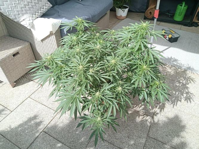 Cheese ( Zamnesia ). Week 2