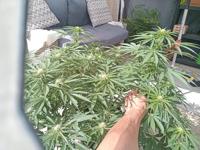 Cheese ( Zamnesia ). Week 2