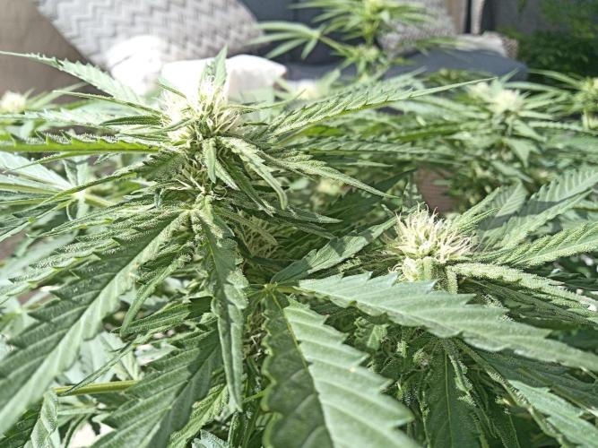Cheese ( Zamnesia ). Week 2