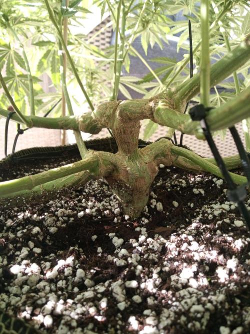Cheese ( Zamnesia ). Week 2