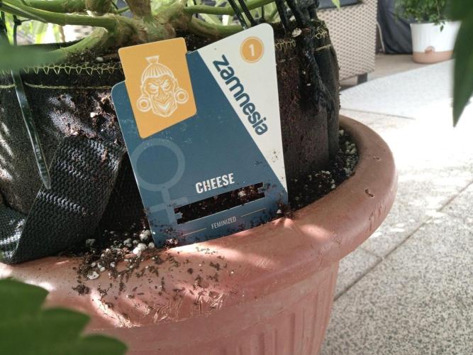 Cheese ( Zamnesia ). Week 2
