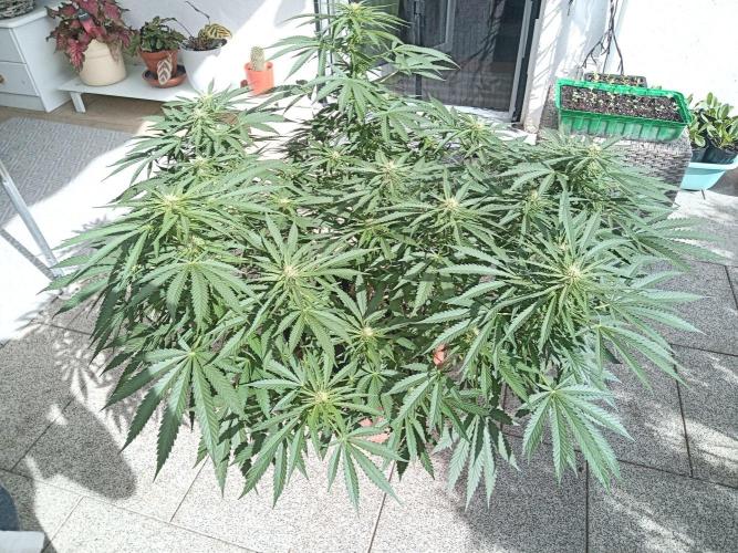 Cheese ( Zamnesia ). Week 2