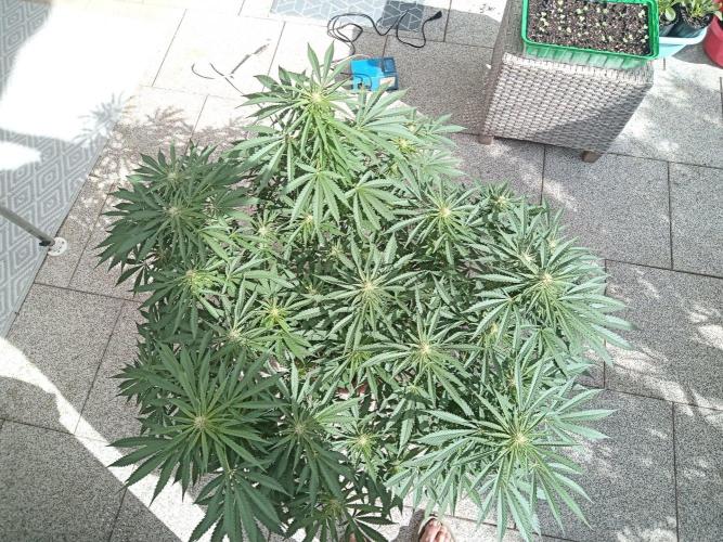 Cheese ( Zamnesia ). Week 2
